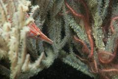 Oxycirrhites typus