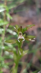 Prasophyllum brevilabre