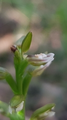 Prasophyllum brevilabre