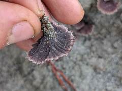 Thelephora caryophyllea
