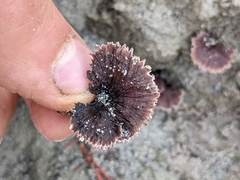 Thelephora caryophyllea