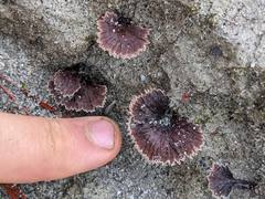Thelephora caryophyllea