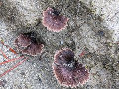 Thelephora caryophyllea