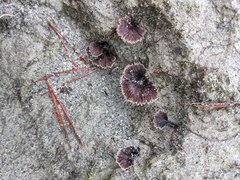 Thelephora caryophyllea