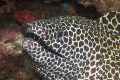 Gymnothorax favagineus