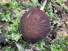 Psathyrella rugocephala