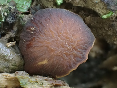 Psathyrella rugocephala