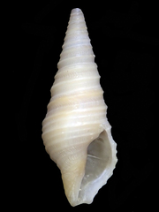 Pulsarella cognata