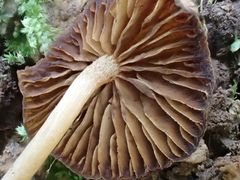 Psathyrella rugocephala