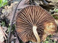 Psathyrella rugocephala