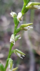 Prasophyllum brevilabre