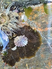 Patelloida corticata