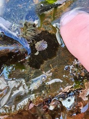 Patelloida corticata