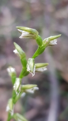 Prasophyllum brevilabre