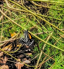 Danaus melanippus hegesippus