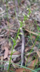 Prasophyllum brevilabre