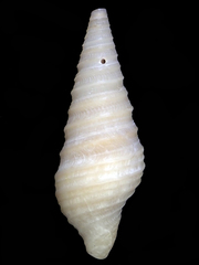 Pulsarella cognata