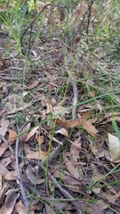 Prasophyllum brevilabre