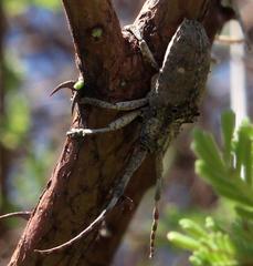 Crossotus stypticus stypticus