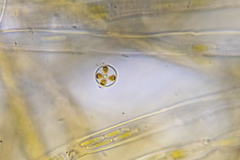 Coscinodiscophycidae