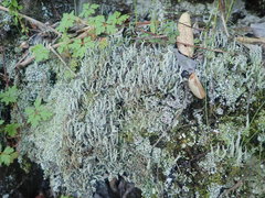 Cladonia darwinii