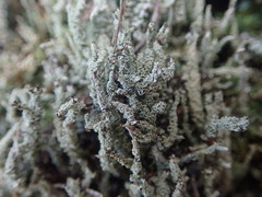 Cladonia darwinii