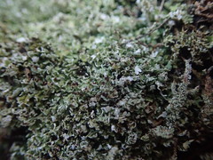 Cladonia darwinii