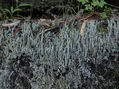 Cladonia darwinii