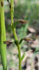 Prasophyllum brevilabre