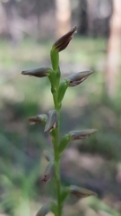 Prasophyllum brevilabre