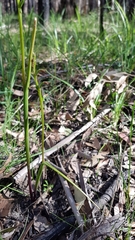 Prasophyllum brevilabre