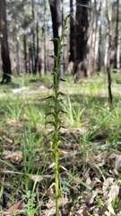 Prasophyllum brevilabre