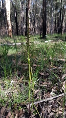 Prasophyllum brevilabre