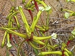 Anigozanthos bicolor