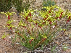 Anigozanthos bicolor