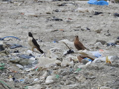 Daptrius albogularis