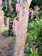 Acer negundo violaceum