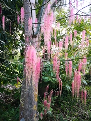 Acer negundo violaceum