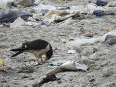 Daptrius albogularis