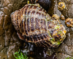 Paciocinebrina circumtexta