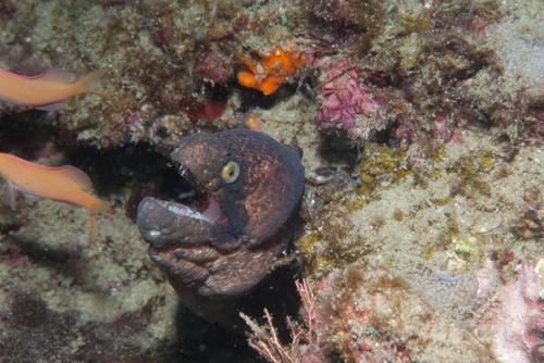 Gymnothorax breedeni