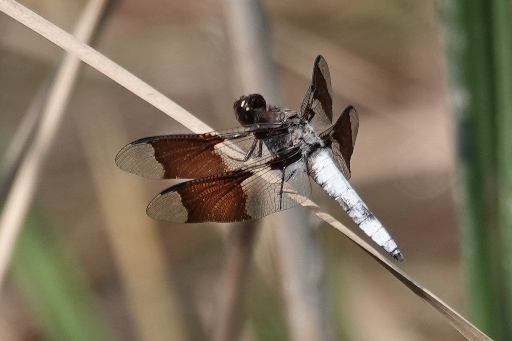 Common Whitetail (Insects of Lake Arrowhead State Park, TX) · iNaturalist