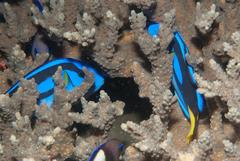 Paracanthurus hepatus