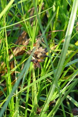 Bolboschoenus planiculmis