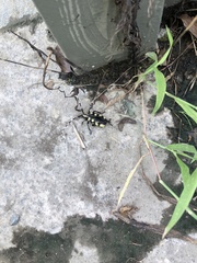 Anoplophora horsfieldii