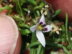 Cyphia digitata digitata