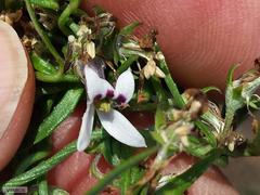 Cyphia digitata digitata