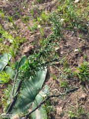 Cyphia digitata digitata