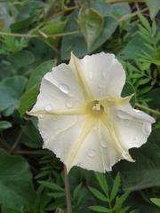 Ipomoea obscura obscura