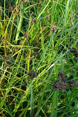 Bolboschoenus planiculmis